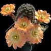 Rebutia_pallida